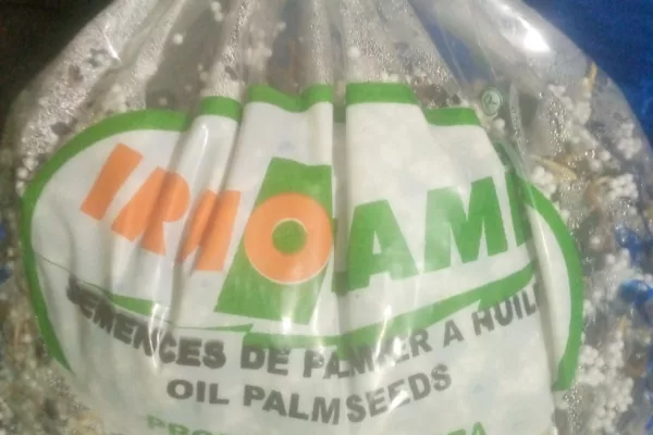 VENTE DE PÉPINIÈRES DE PALMIER À HUILE