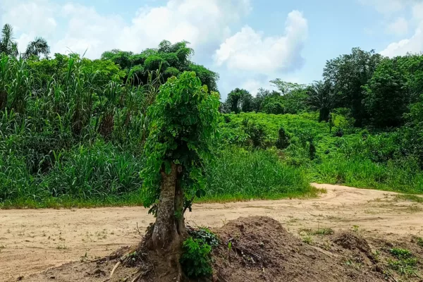 Terrain 200 ha brute, 25 km d Abidjan bord lagune