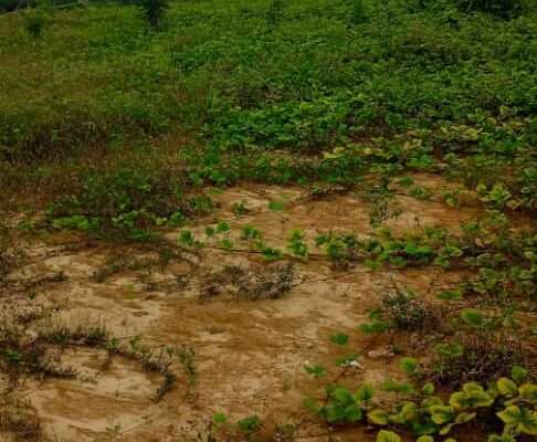 Terrain en vente à Cocody Nord (brofodoume)