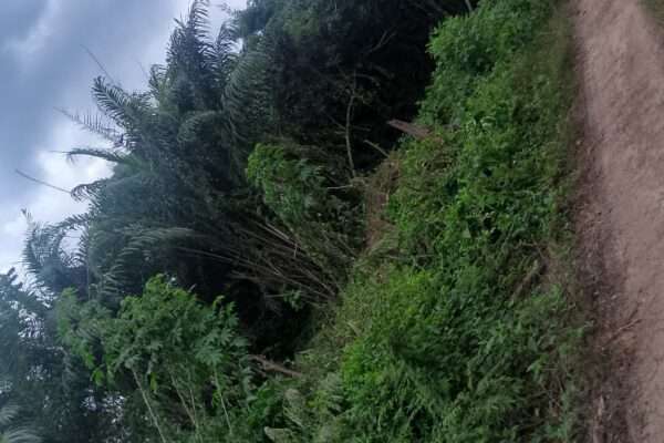 Terrain agricole en vente (Agboville)