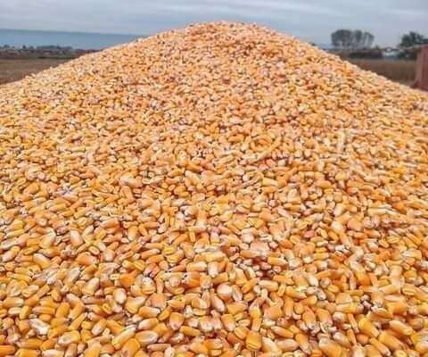 Livraison maïs jaune, soja blanc, sésame campagne agricole