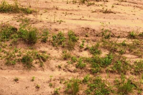 VENTE DE TERRAIN à Angre