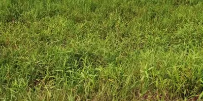 VENTE DE TERRAIN À YAOU ( BONOUA)