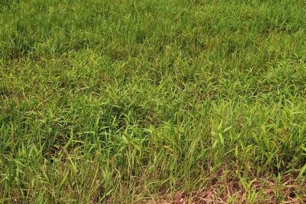 VENTE DE TERRAIN À YAOU ( BONOUA)