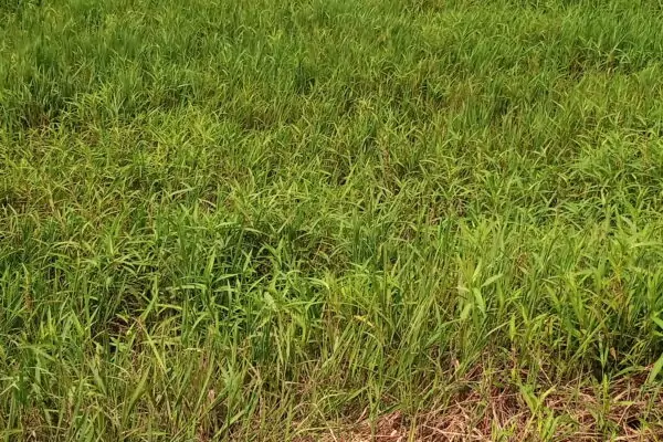 VENTE DE TERRAIN À YAOU ( BONOUA)